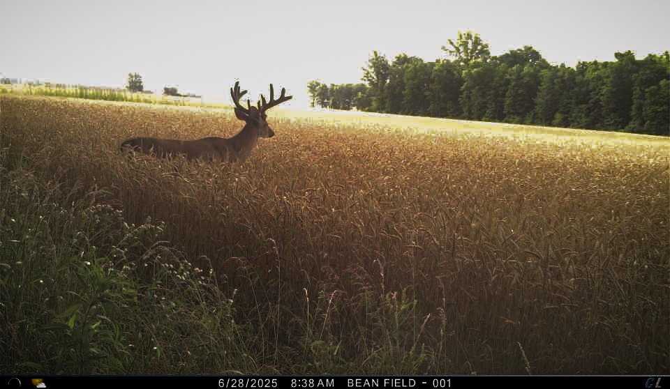 July Deer Prep