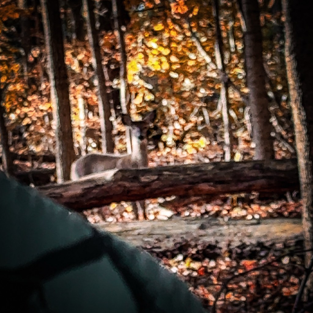 Predictable Until Pressured: Anticipating Early Season Buck&nbsp;Movement